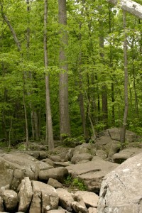 In the woods at French Creek Falls, Pennsylvania